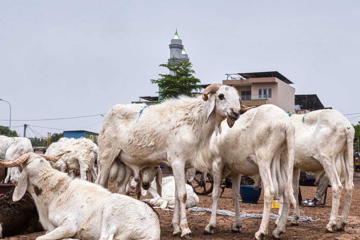 An Al-Qaida-linked blockade is fueling a sheep shortage in Mali – threatening Eid celebrations