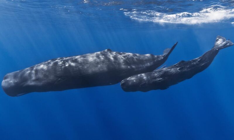 Sperm whale ‘clicks’ have complex patterns similar to human speech