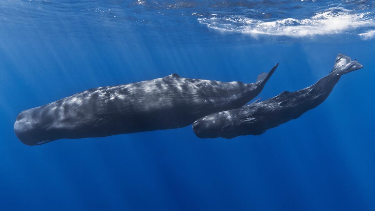 Sperm whale ‘clicks’ have complex patterns similar to human speech