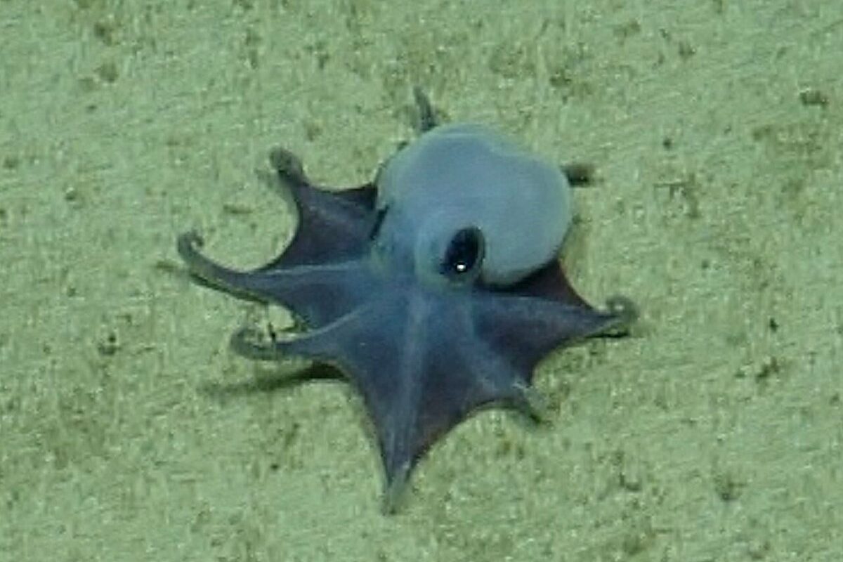 Tiny blue deep-sea octopus discovered near Galapagos confirmed as new species