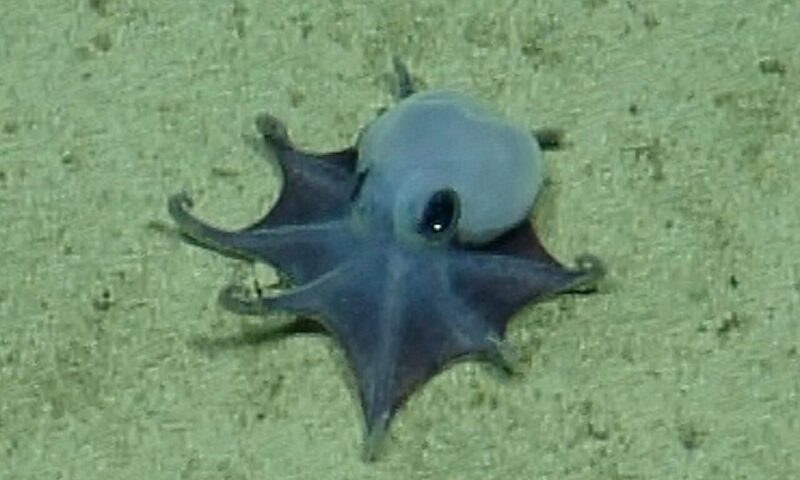 Tiny blue deep-sea octopus discovered near Galapagos confirmed as new species
