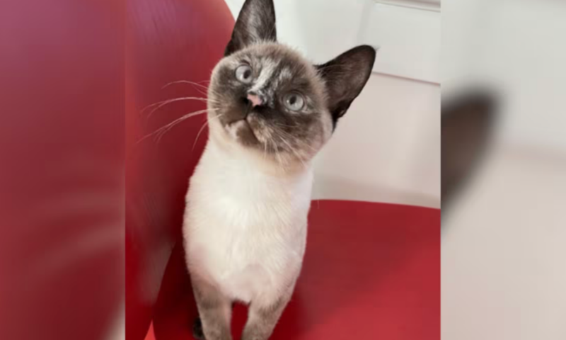 Cat owner awarded $800K by jury after his beloved pet died from eating food tainted with bird flu