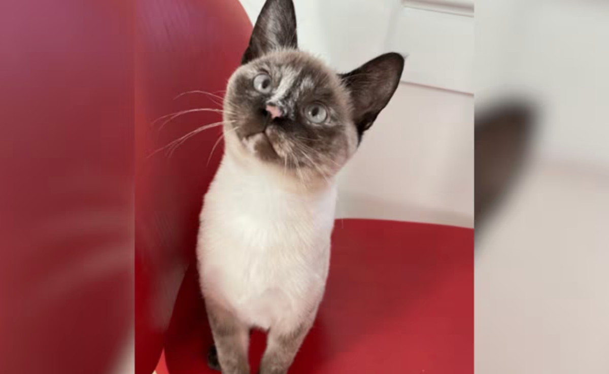 Cat owner awarded $800K by jury after his beloved pet died from eating food tainted with bird flu