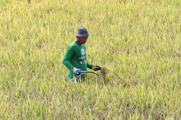 El Niño may cut PH rice output by 700,000 metric tons, says DA