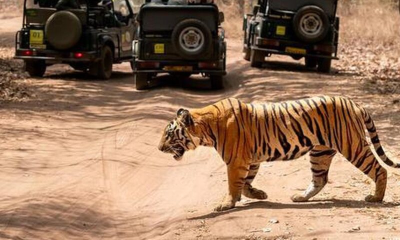 Tiger kills woman in M.P.’s Bandhavgarh reserve area; angry locals ‘assault’ forest staff