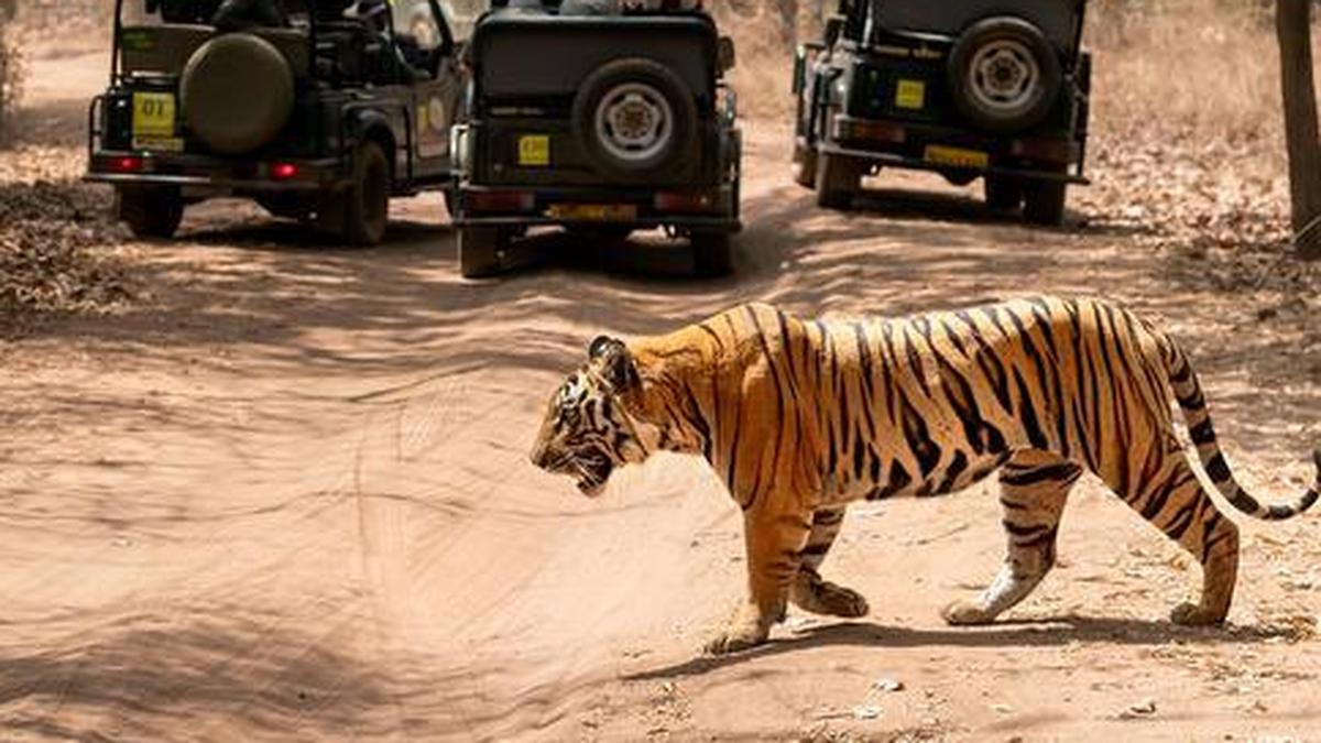Tiger kills woman in M.P.’s Bandhavgarh reserve area; angry locals ‘assault’ forest staff