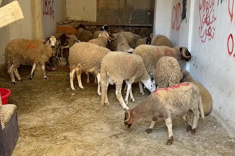“فنادق الخروف” بسلا
