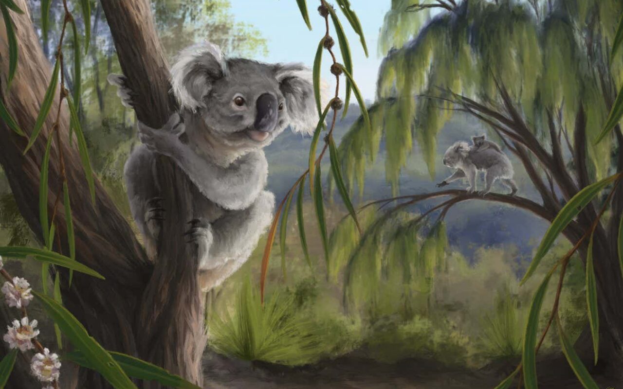 Extinct relative of koalas discovered in Western Australia