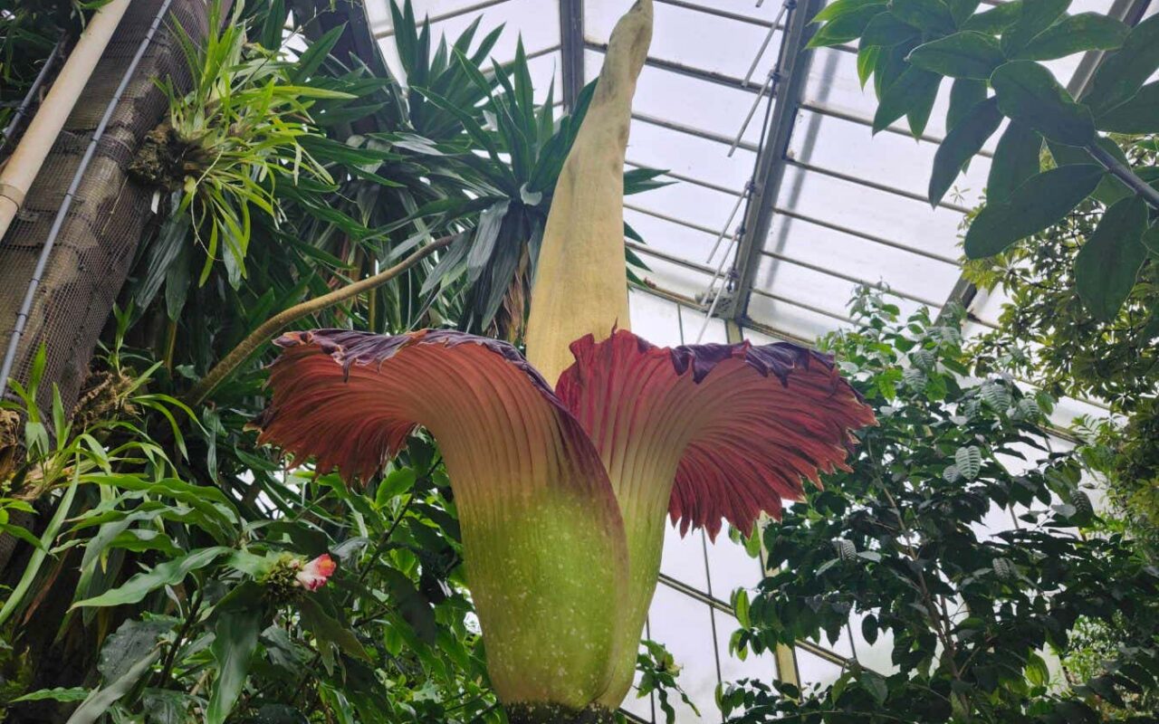 New Scientist recommends visiting the blooming corpse flower at Kew