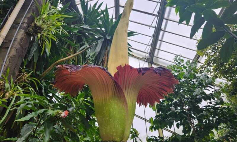 New Scientist recommends visiting the blooming corpse flower at Kew