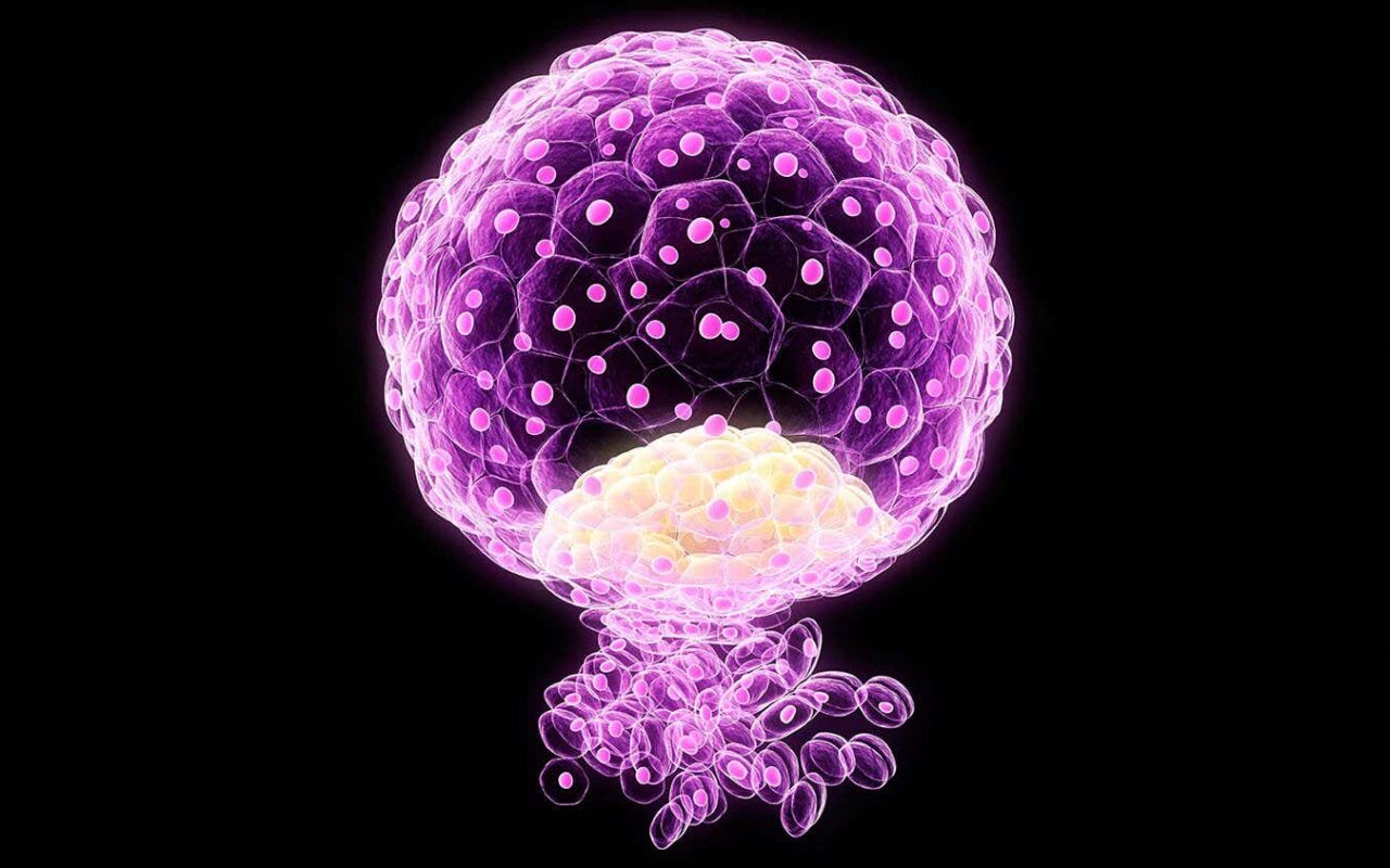 Embryos made without sperm or eggs reveal why many pregnancies fail
