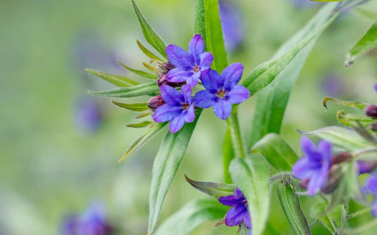 Doubling their genomes may have helped plants survive mass extinctions