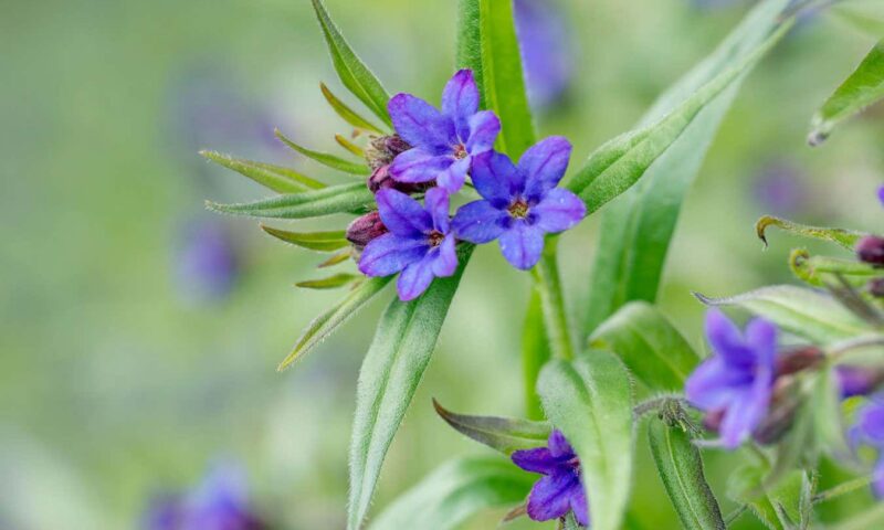 Doubling their genomes may have helped plants survive mass extinctions