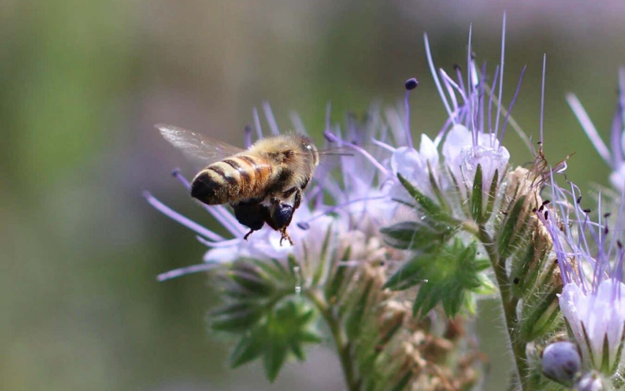 New Scientist recommends a devastating account of farming honeybees