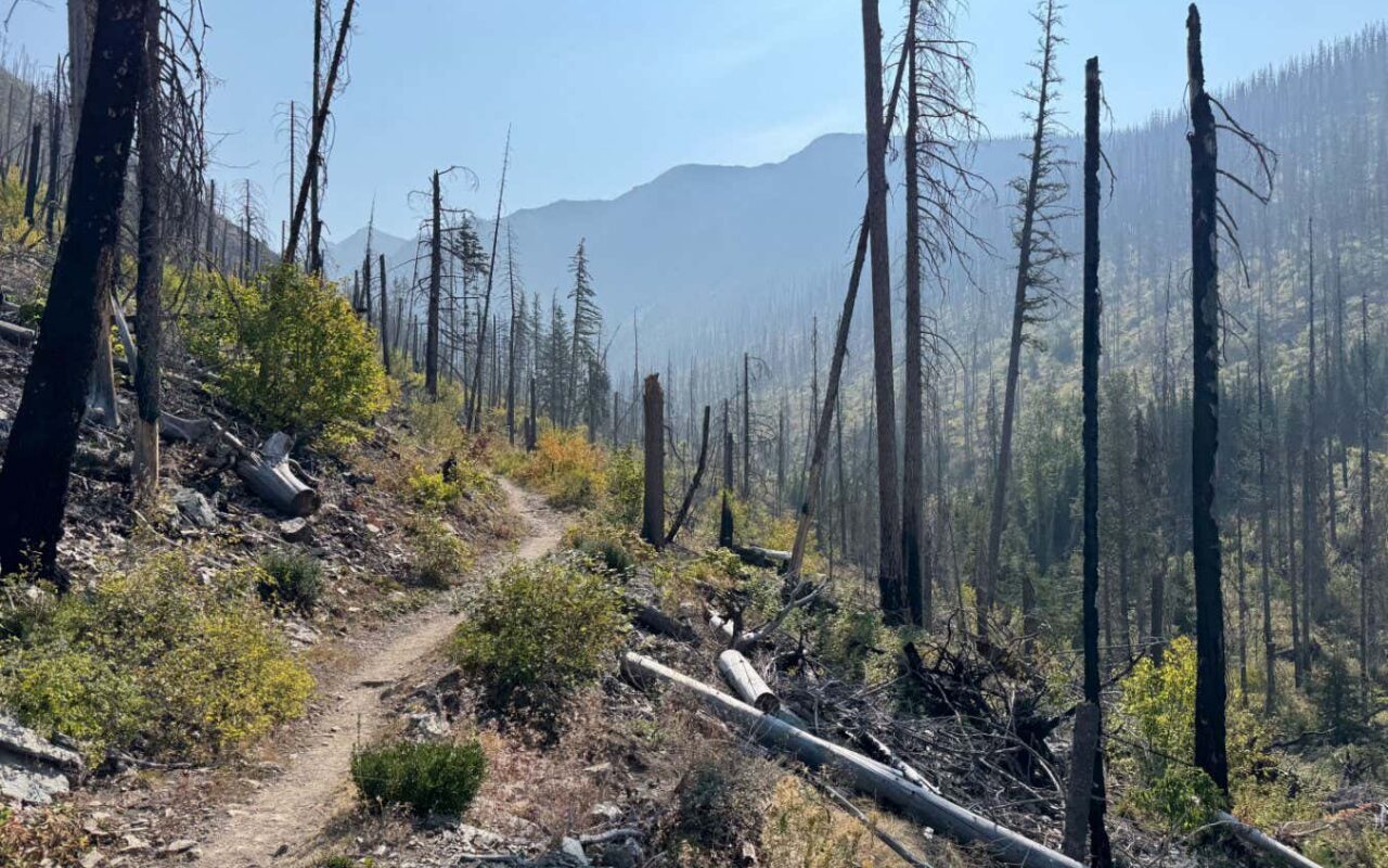 Will burying dead trees after a wildfire keep their carbon locked up?