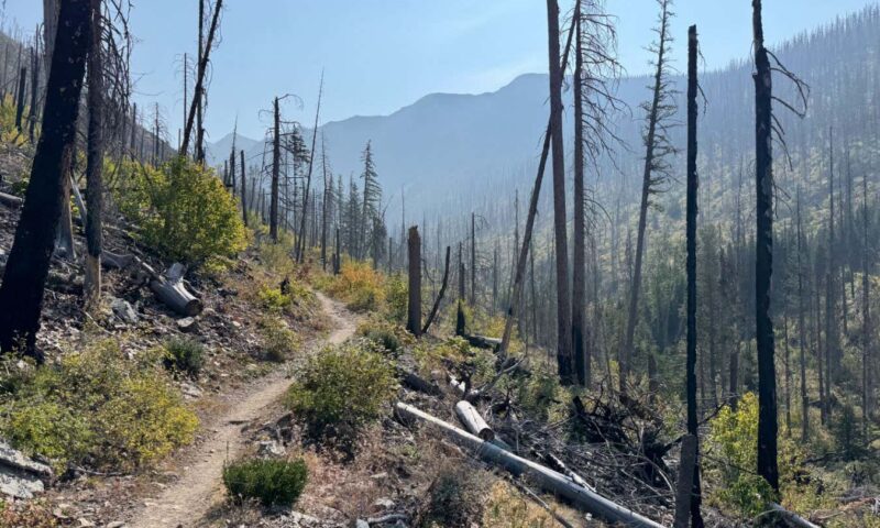 Will burying dead trees after a wildfire keep their carbon locked up?