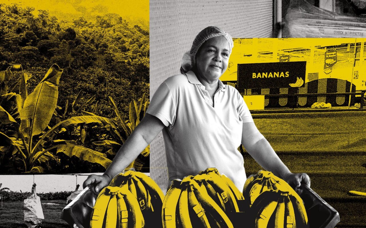 The bananas we all eat are at risk of extinction – inside the race to save them