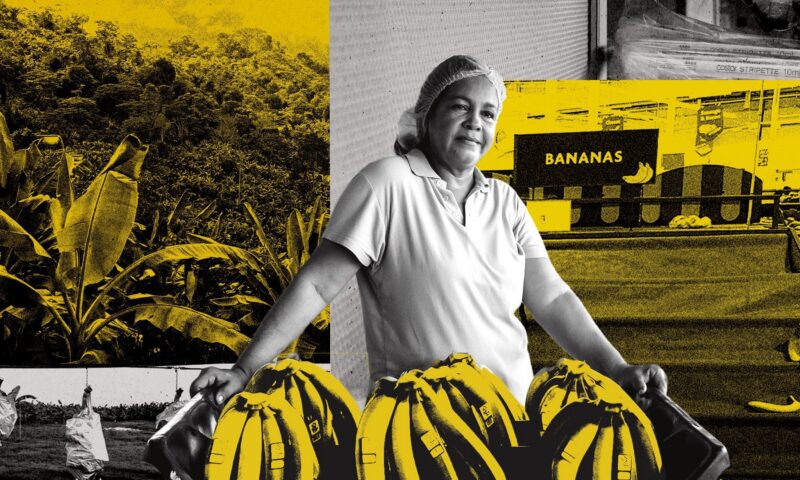 The bananas we all eat are at risk of extinction – inside the race to save them