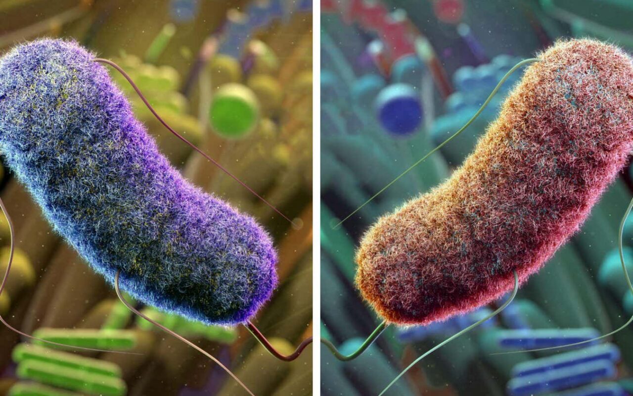 Mirror life: Scientists clash over threat of lab-engineered bacteria