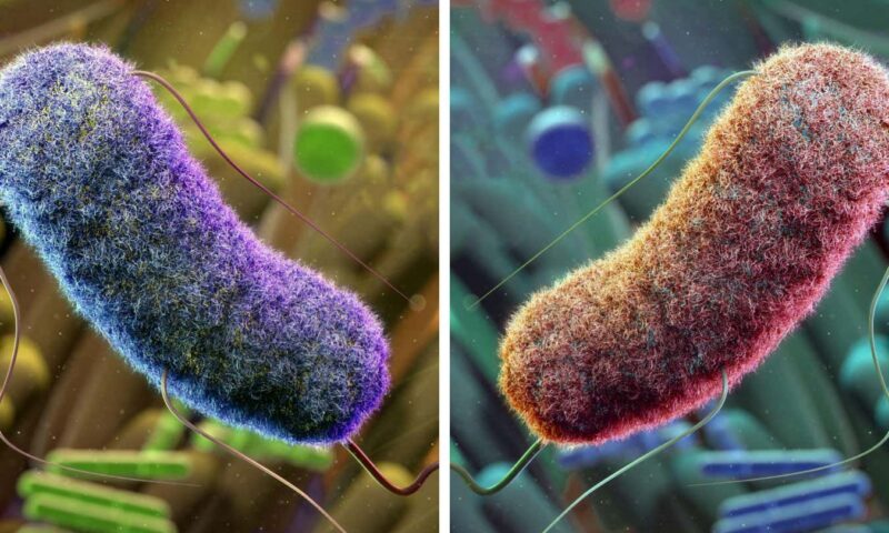 Mirror life: Scientists clash over threat of lab-engineered bacteria