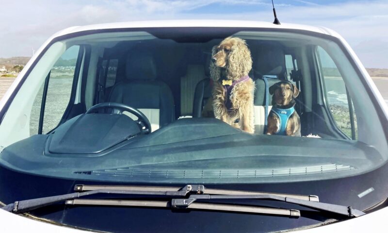 One in six owners have risked their dog’s life by leaving them in a warm car
