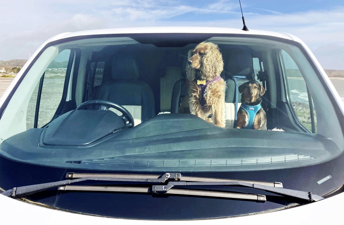 One in six owners have risked their dog’s life by leaving them in a warm car