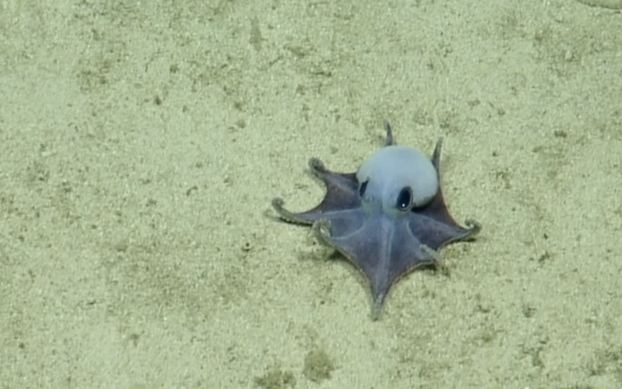 New Species of Tiny Blue Octopus Discovered in the Galápagos