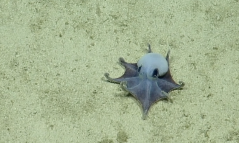 New Species of Tiny Blue Octopus Discovered in the Galápagos