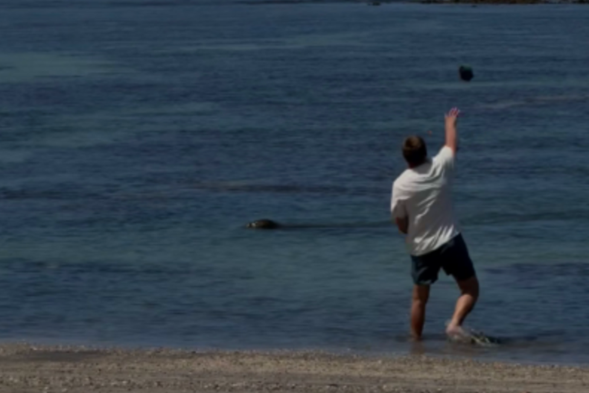 Tourist accused of hurling rock at rare Hawaiian seal was ‘brutally assaulted,’ his lawyer claims