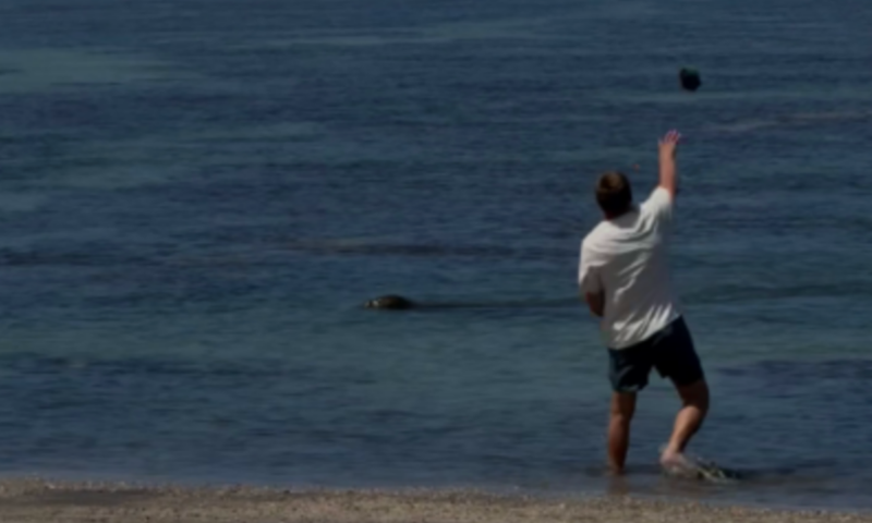 Tourist accused of hurling rock at rare Hawaiian seal was ‘brutally assaulted,’ his lawyer claims
