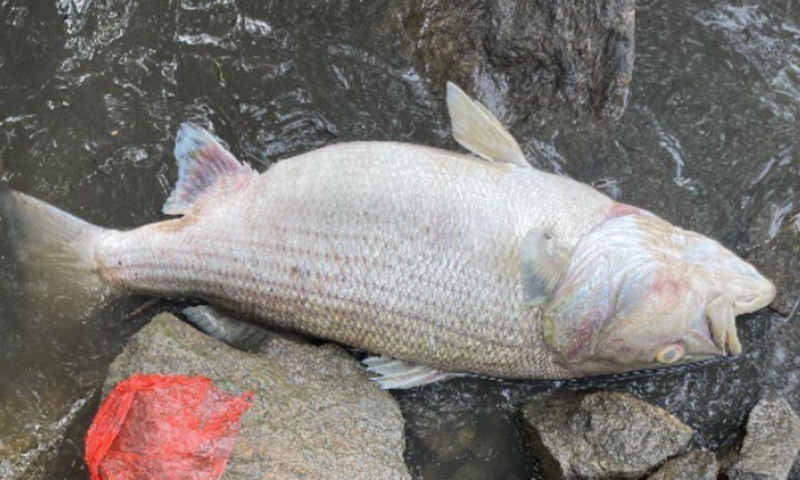 Massive fish kill that stretched 20-miles along river outside of Atlanta being investigated