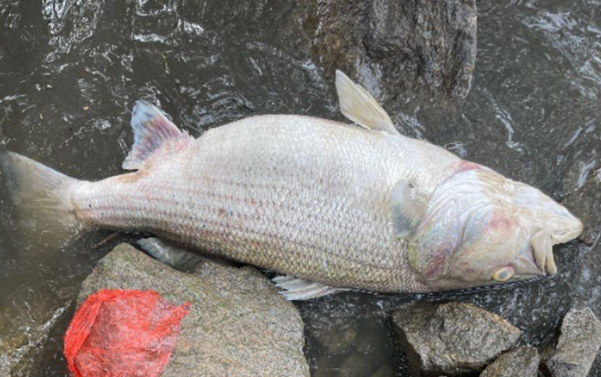 Massive fish kill that stretched 20-miles along river outside of Atlanta being investigated