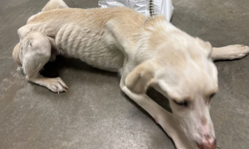 BC SPCA under pressure due to increase in number of unhealthy surrendered animals