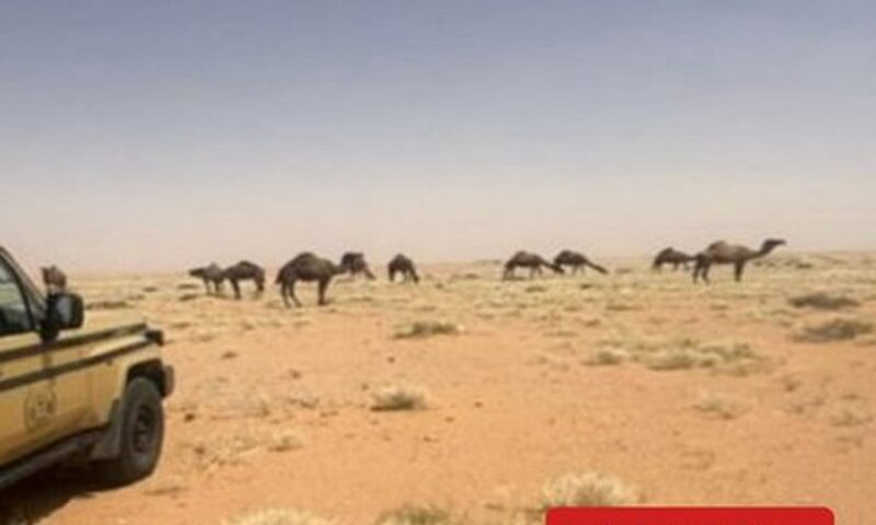 ضبط مواطن لارتكابه مخالفة رعي في محمية الإمام عبدالعزيز بن محمد الملكية