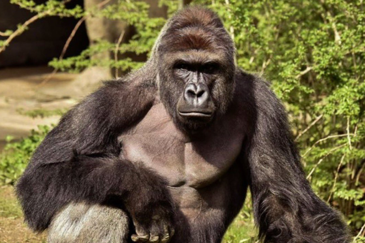 White House mocked for odd Harambe tribute post 10 years after gorilla’s death at Cincinnati Zoo