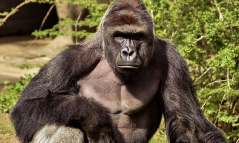 White House mocked for odd Harambe tribute post 10 years after gorilla’s death at Cincinnati Zoo