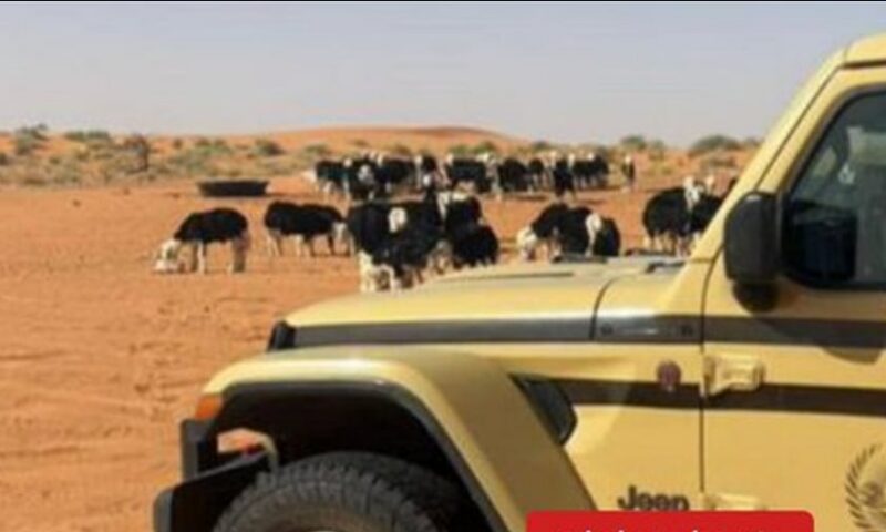 ضبط مواطن لارتكابه مخالفة رعي في محمية الإمام تركي بن عبدالله الملكية