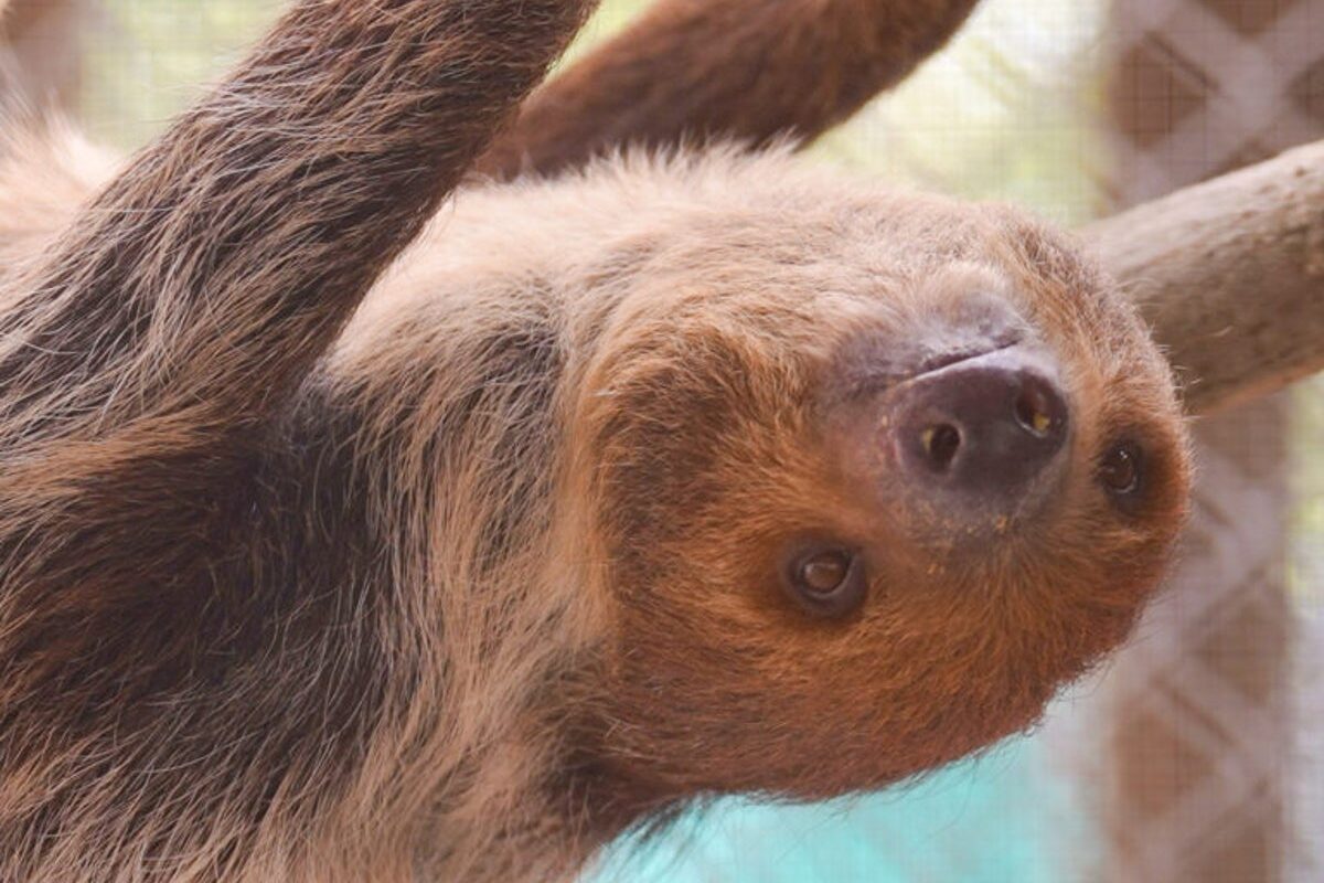 Nine sloths rescued from Florida warehouse are on the mend: ‘Their personalities are beginning to shine through’