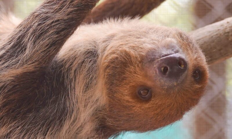 Nine sloths rescued from Florida warehouse are on the mend: ‘Their personalities are beginning to shine through’