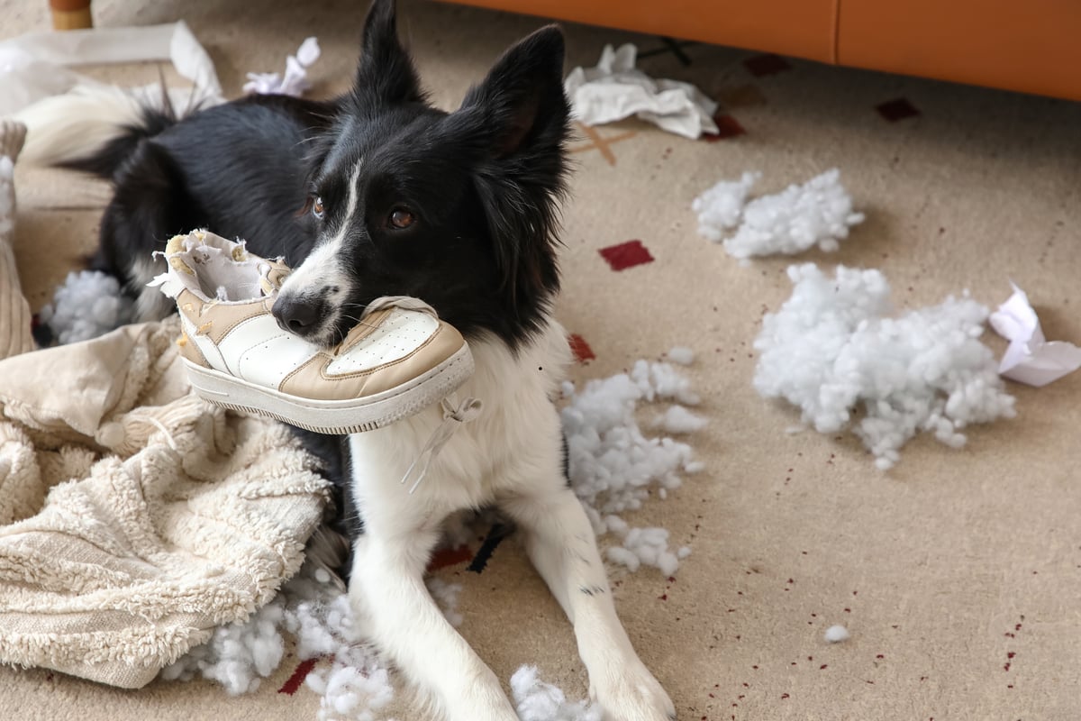 Naughty Dogs 2026: Here are the 12 breeds of adorable dog most likely to get up to mischief – including the loving Labrador 🐶