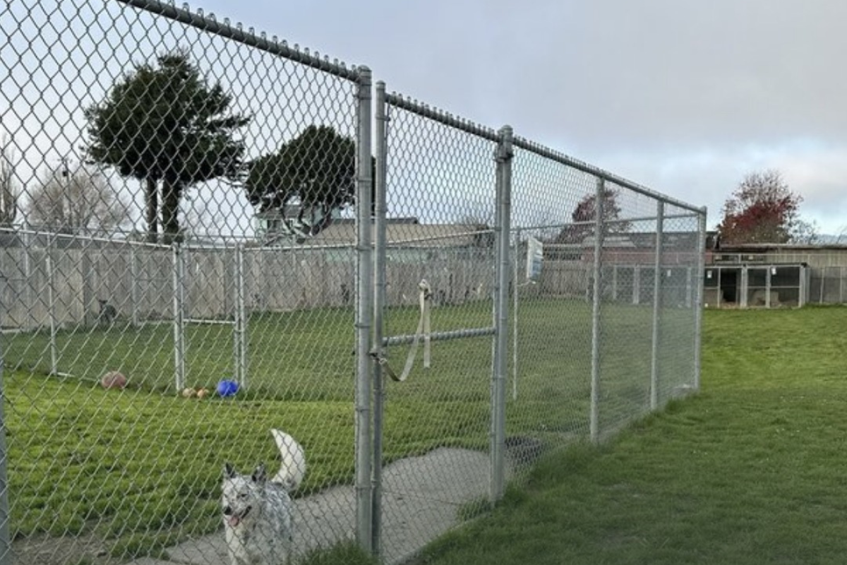 Bay Area shelters cut ties with rescue after dogs listed for adoption were found shot and buried, report says
