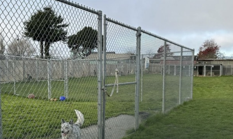 Bay Area shelters cut ties with rescue after dogs listed for adoption were found shot and buried, report says
