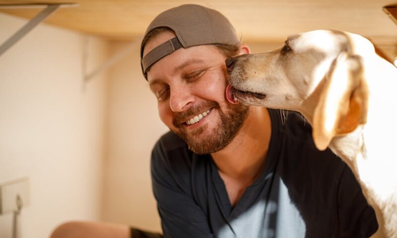 Sociable Dogs 2026: Here are the 12 breeds of adorable dog that tend to get on well with everyone – including the loving Labrador 🐶