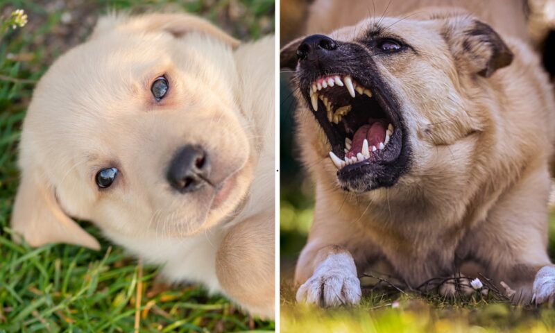 Dog Aggression 2026: Here are the 24 breeds of adorable dog most and least likely to become aggressive – from the fierce Akita to the loving Labrador 🐶