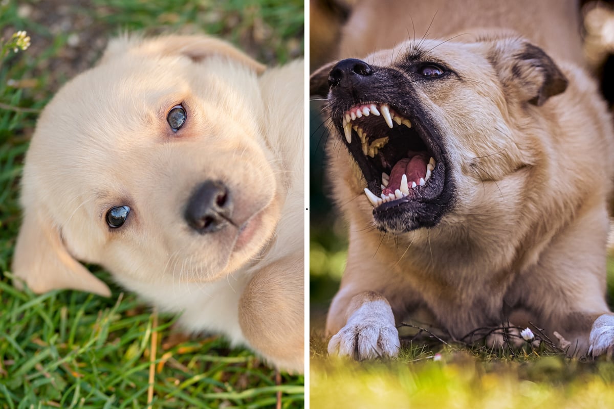 Dog Aggression 2026: Here are the 24 breeds of adorable dog most and least likely to become aggressive – from the fierce Akita to the loving Labrador 🐶
