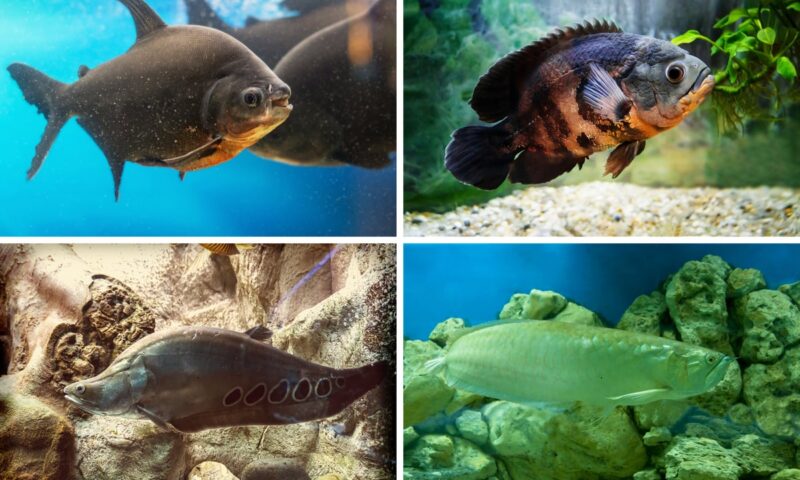 Big Tropical Fish 2026: Here are 12 of the largest breeds of colourful pet fish – including the terrifying Clown Knifefish 🐠