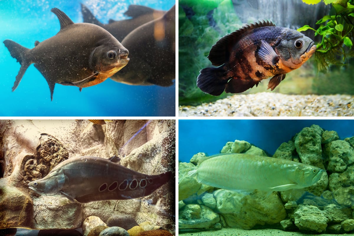 Big Tropical Fish 2026: Here are 12 of the largest breeds of colourful pet fish – including the terrifying Clown Knifefish 🐠