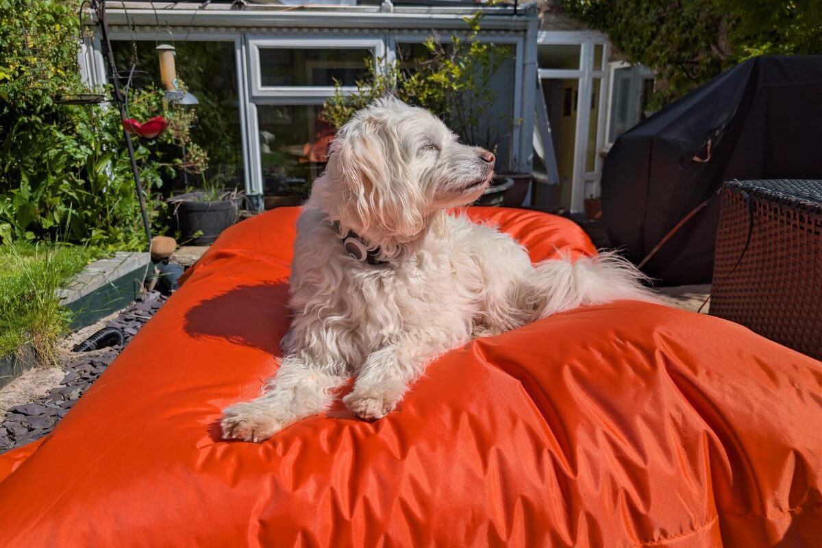 Review: I tested a giant outdoor bean bag and now the dog won’t get off it