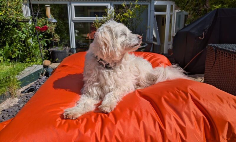 Review: I tested a giant outdoor bean bag and now the dog won’t get off it