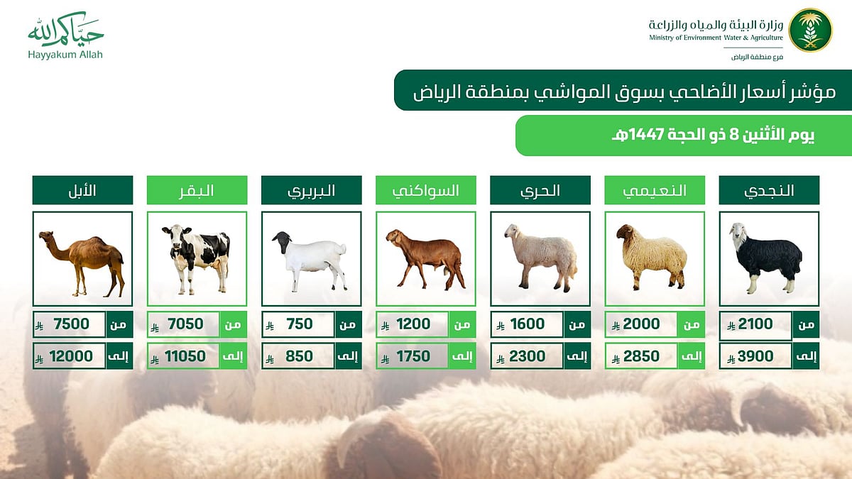«بيئة الرياض»: وفرة كبيرة في الأضاحي واستقرار بالأسعار مع تعزيز الجولات الرقابية